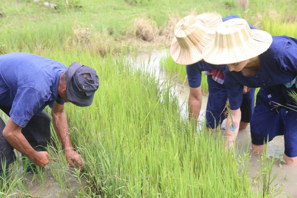 Rice planting & buffalo bathing / ดำนาและอาบน้ำควาย