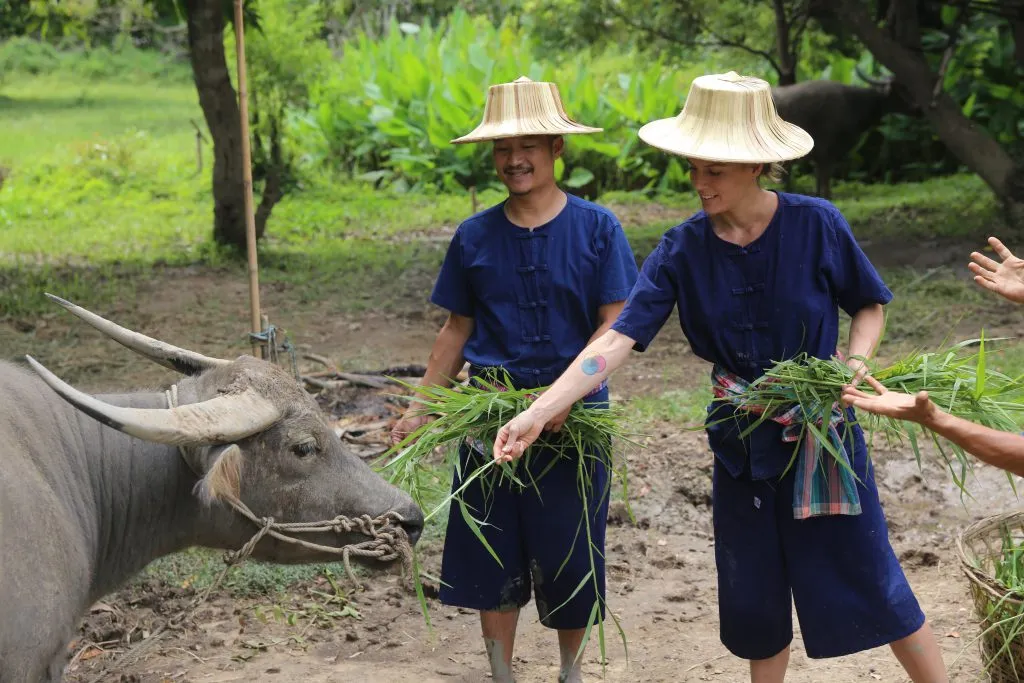 Rice planting & buffalo bathing / ดำนาและอาบน้ำควาย