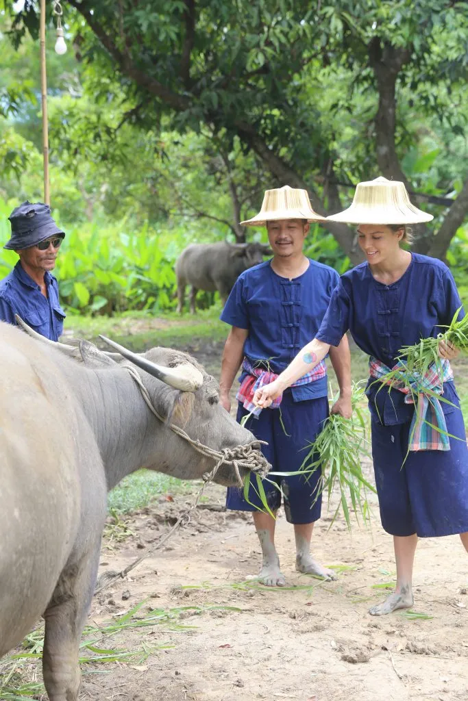 Rice planting & buffalo bathing / ดำนาและอาบน้ำควาย
