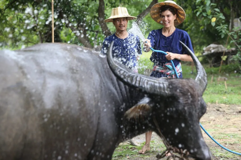 Rice planting & buffalo bathing / ดำนาและอาบน้ำควาย