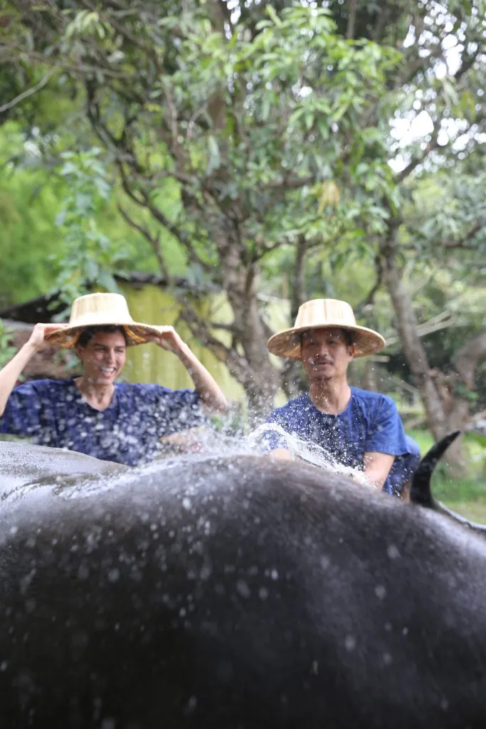 Rice planting & buffalo bathing / ดำนาและอาบน้ำควาย