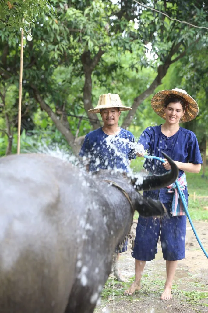 Visitors bathing a buffalo at Hang Tueng Farm / ผู้มาเยือนช่วยอาบน้ำควาย