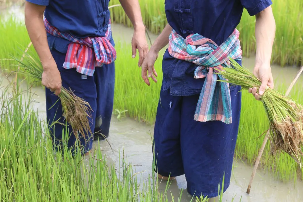 Rice planting & buffalo bathing / ดำนาและอาบน้ำควาย