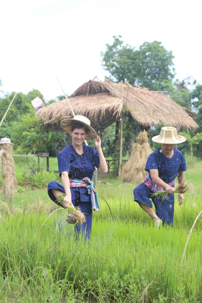Rice planting & buffalo bathing / ดำนาและอาบน้ำควาย