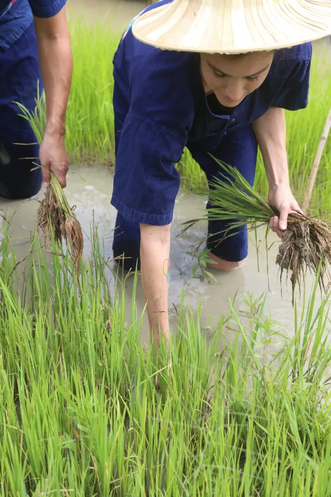 Rice planting & buffalo bathing / ดำนาและอาบน้ำควาย