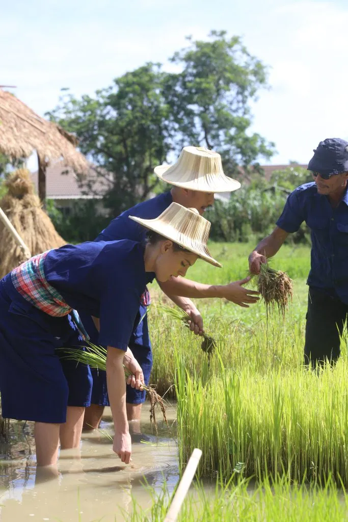Rice planting & buffalo bathing / ดำนาและอาบน้ำควาย