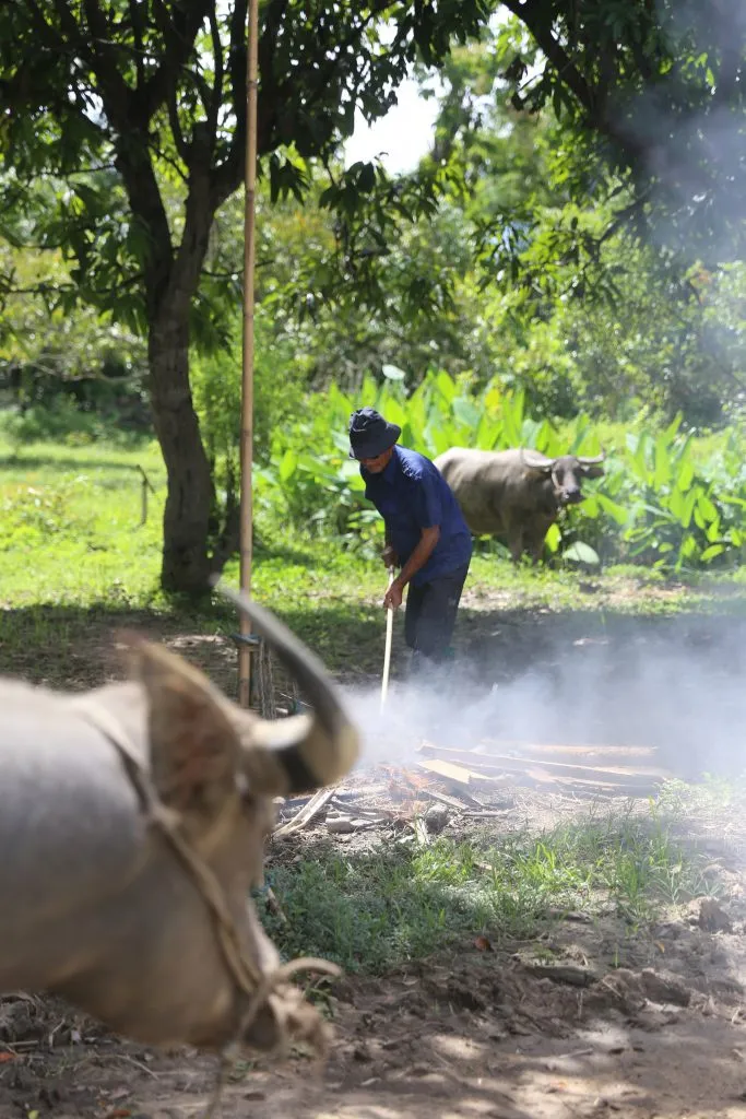 Rice planting & buffalo bathing / ดำนาและอาบน้ำควาย