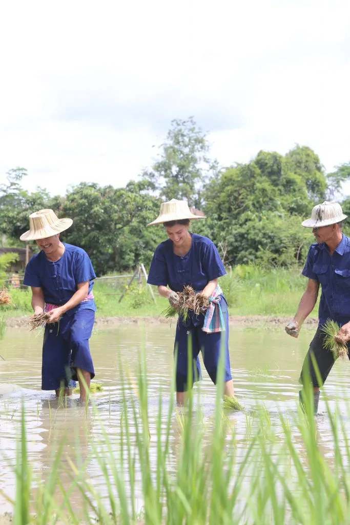 Rice planting / รูปกิจกรรมดำนา