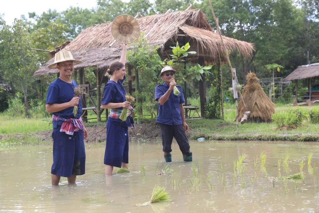 Rice planting & buffalo bathing / ดำนาและอาบน้ำควาย