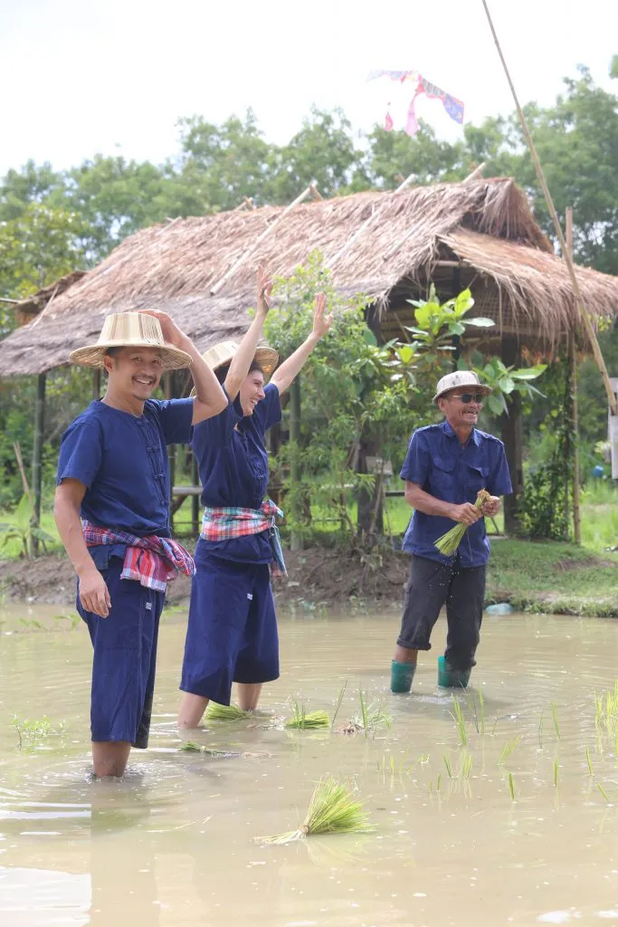 Rice planting & buffalo bathing / ดำนาและอาบน้ำควาย