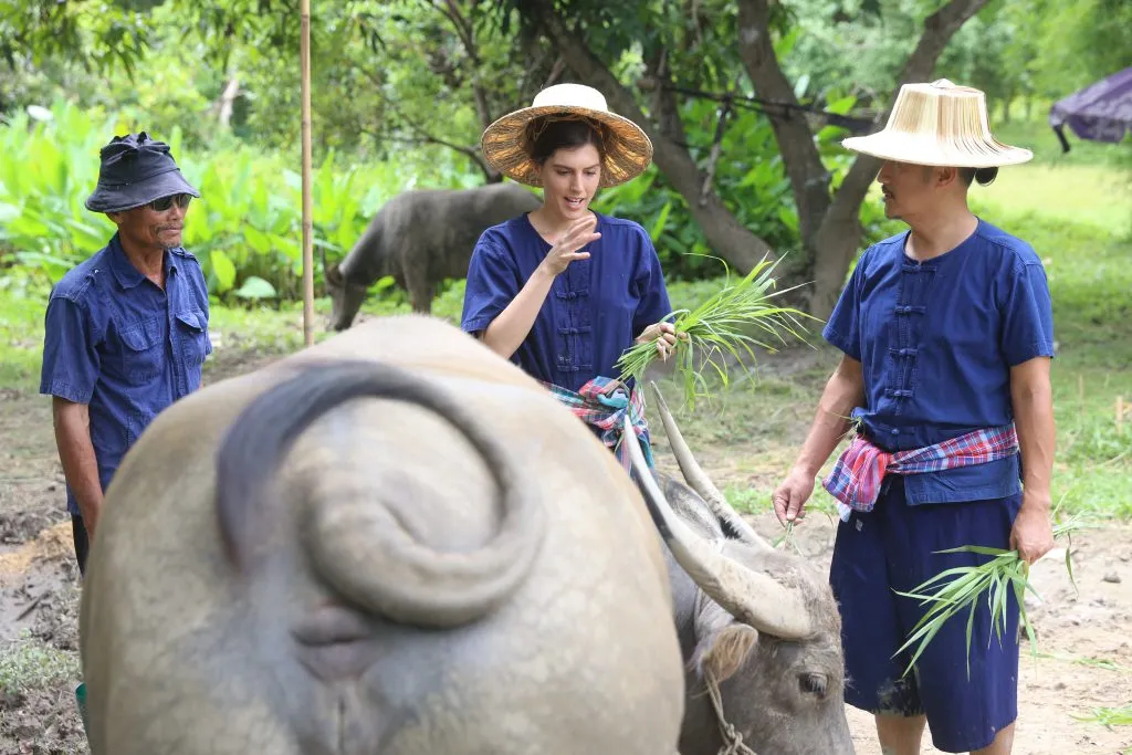 Rice planting & buffalo bathing / ดำนาและอาบน้ำควาย