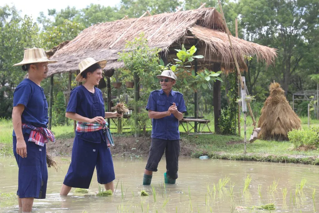 Rice planting & buffalo bathing / ดำนาและอาบน้ำควาย