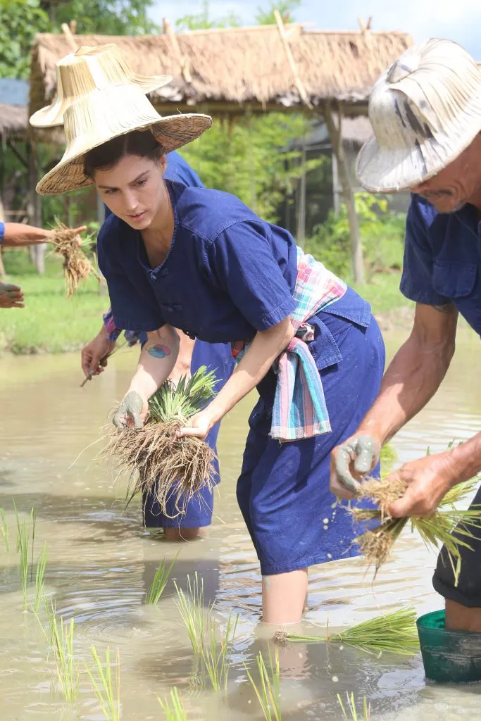 Rice planting & buffalo bathing / ดำนาและอาบน้ำควาย