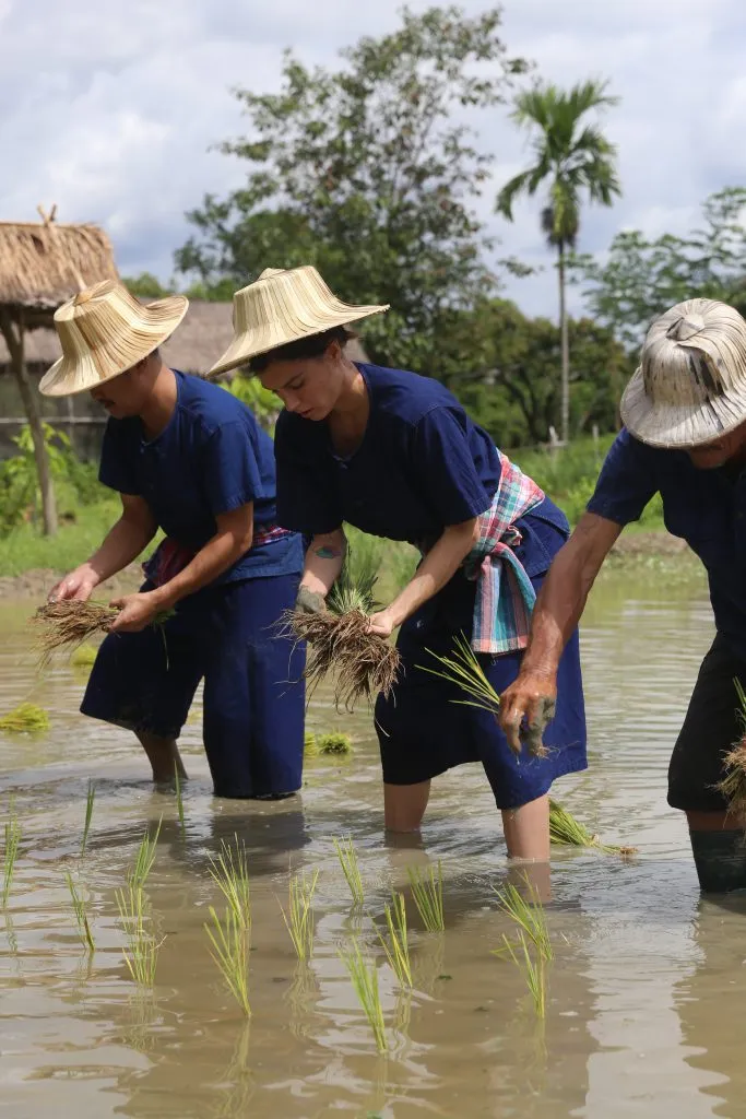 Rice planting & buffalo bathing / ดำนาและอาบน้ำควาย