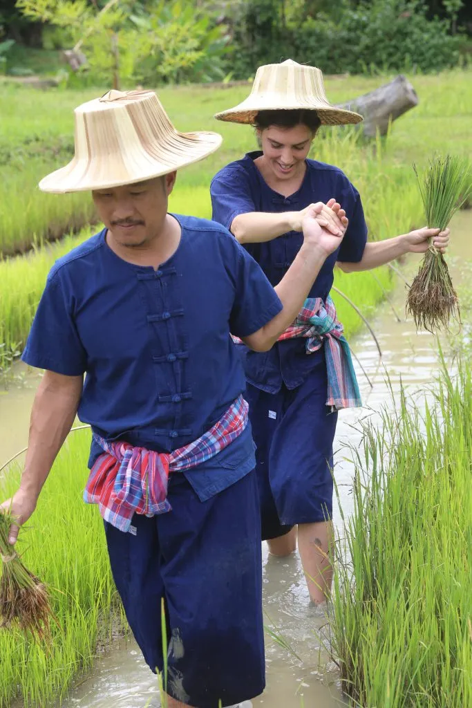 Rice planting & buffalo bathing / ดำนาและอาบน้ำควาย