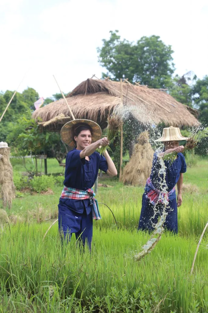 Rice planting & buffalo bathing / ดำนาและอาบน้ำควาย