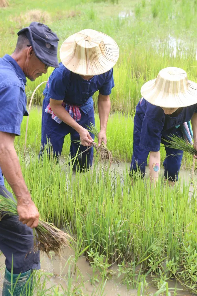 Rice planting & buffalo bathing / ดำนาและอาบน้ำควาย
